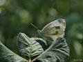 Pieris pseudorapae (Yalancı Beyazmelek)